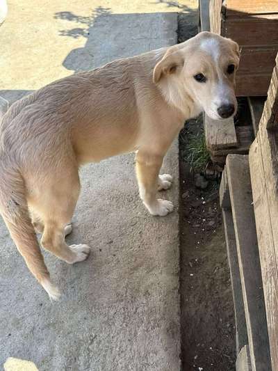 Tierschutzhunde suchen ein Zuhause-Beitrag-Bild