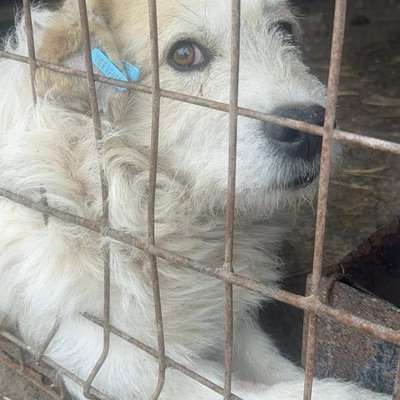 Tierschutzhunde suchen ein Zuhause-Beitrag-Bild