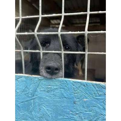 Tierschutzhunde suchen ein Zuhause-Beitrag-Bild