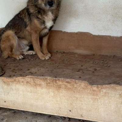Tierschutzhunde suchen ein Zuhause-Beitrag-Bild
