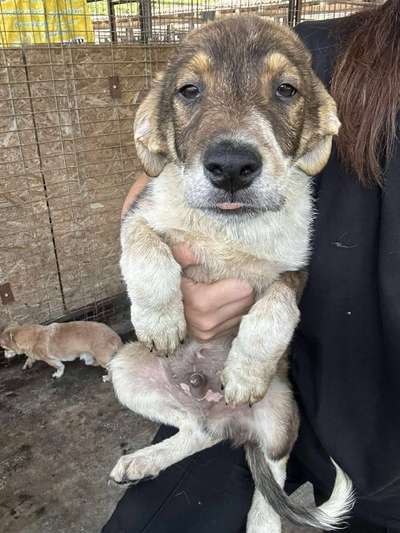 Tierschutzhunde suchen ein Zuhause-Beitrag-Bild