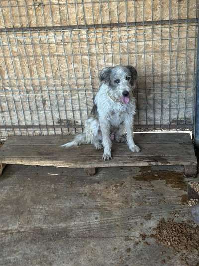 Tierschutzhunde suchen ein Zuhause-Beitrag-Bild