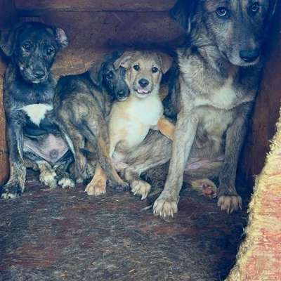 Tierschutzhunde suchen ein Zuhause-Beitrag-Bild