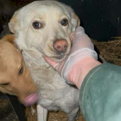 Tierschutzhunde suchen ein Zuhause-Beitrag-Bild