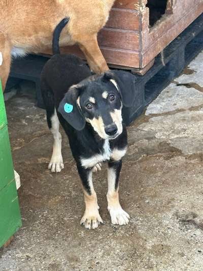 Tierschutzhunde suchen ein Zuhause-Beitrag-Bild