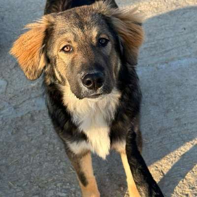 Tierschutzhunde suchen ein Zuhause-Beitrag-Bild