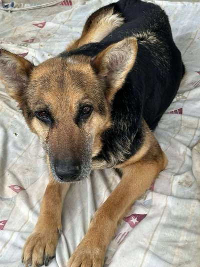 Tierschutzhunde suchen ein Zuhause-Beitrag-Bild