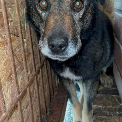 Tierschutzhunde suchen ein Zuhause-Beitrag-Bild