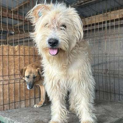 Tierschutzhunde suchen ein Zuhause-Beitrag-Bild
