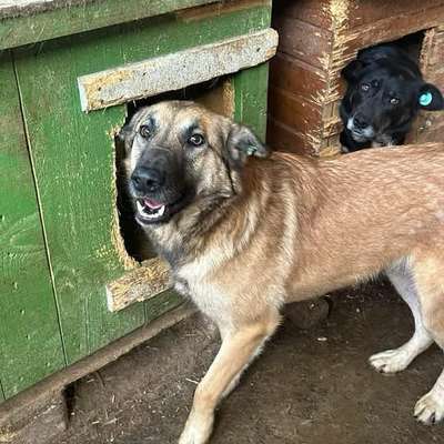Tierschutzhunde suchen ein Zuhause-Beitrag-Bild
