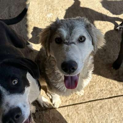 Tierschutzhunde suchen ein Zuhause-Beitrag-Bild