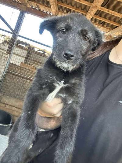 Tierschutzhunde suchen ein Zuhause-Beitrag-Bild