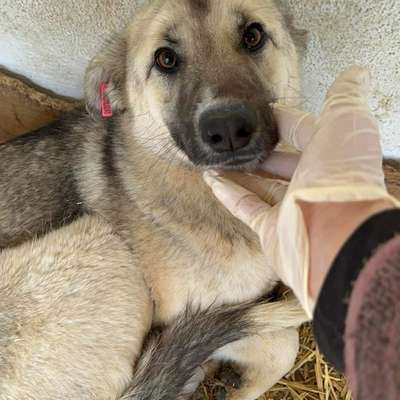 Tierschutzhunde suchen ein Zuhause-Beitrag-Bild
