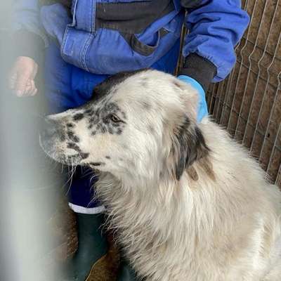 Tierschutzhunde suchen ein Zuhause-Beitrag-Bild