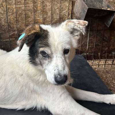 Tierschutzhunde suchen ein Zuhause-Beitrag-Bild