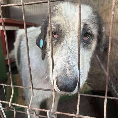 Tierschutzhunde suchen ein Zuhause-Beitrag-Bild