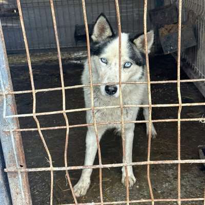 Tierschutzhunde suchen ein Zuhause-Beitrag-Bild