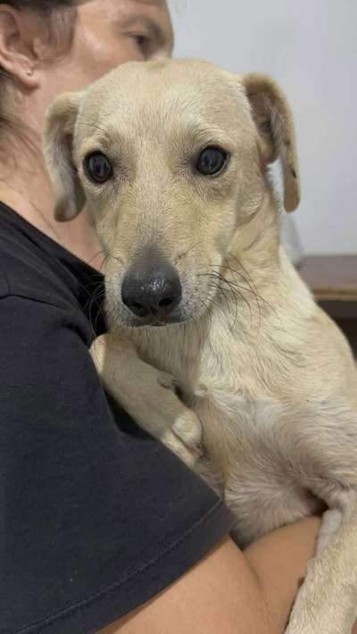 Tierschutzhunde suchen ein Zuhause-Beitrag-Bild