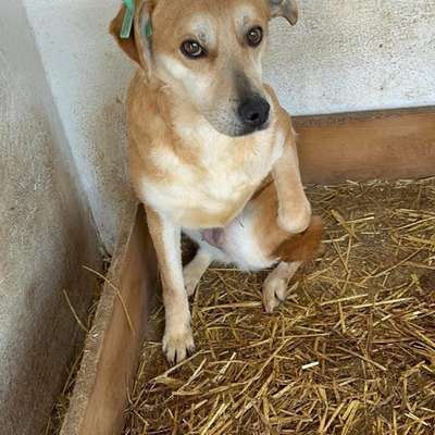 Tierschutzhunde suchen ein Zuhause-Beitrag-Bild