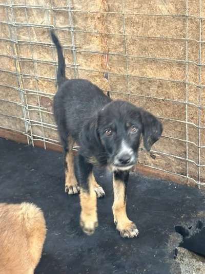 Tierschutzhunde suchen ein Zuhause-Beitrag-Bild