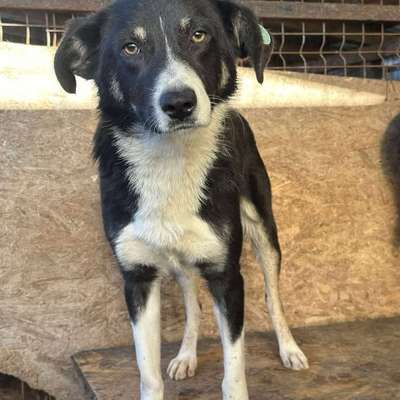 Tierschutzhunde suchen ein Zuhause-Beitrag-Bild