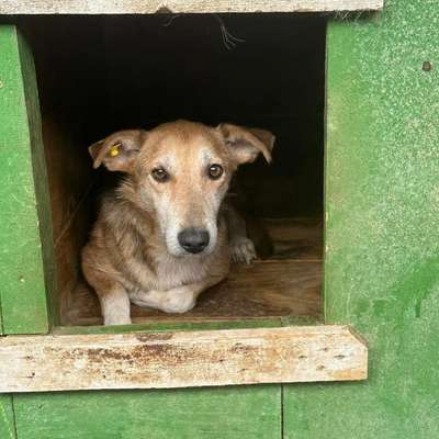 Tierschutzhunde suchen ein Zuhause-Beitrag-Bild