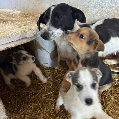 Tierschutzhunde suchen ein Zuhause-Beitrag-Bild