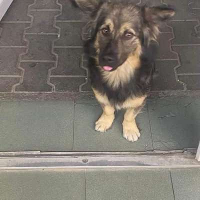 Tierschutzhunde suchen ein Zuhause-Beitrag-Bild