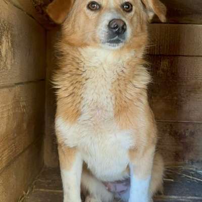 Tierschutzhunde suchen ein Zuhause-Beitrag-Bild