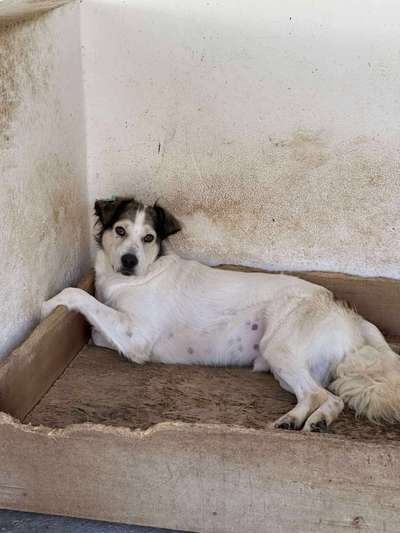 Tierschutzhunde suchen ein Zuhause-Beitrag-Bild