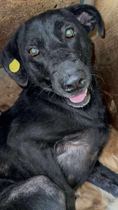 Tierschutzhunde suchen ein Zuhause-Beitrag-Bild