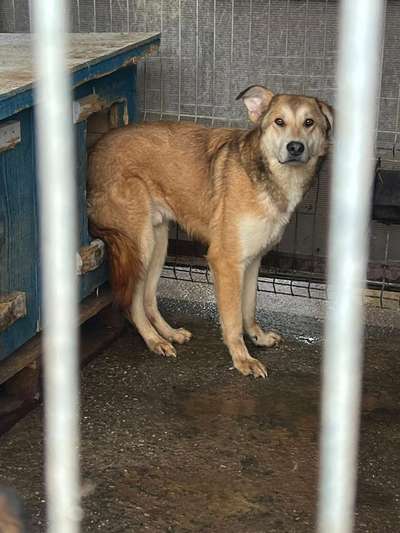 Tierschutzhunde suchen ein Zuhause-Beitrag-Bild