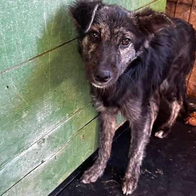 Tierschutzhunde suchen ein Zuhause-Beitrag-Bild