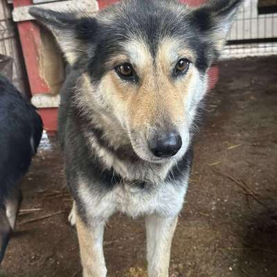 Tierschutzhunde suchen ein Zuhause-Beitrag-Bild