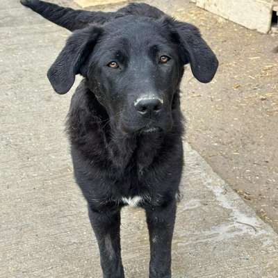Tierschutzhunde suchen ein Zuhause-Beitrag-Bild