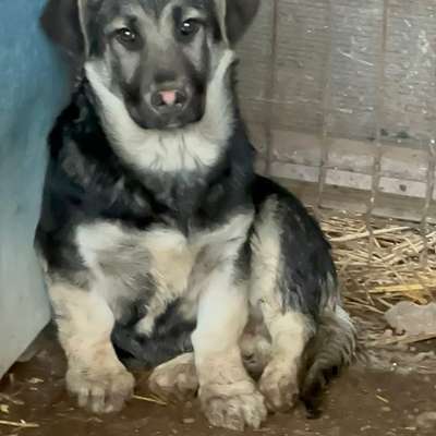 Tierschutzhunde suchen ein Zuhause-Beitrag-Bild