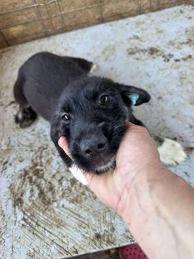 Tierschutzhunde suchen ein Zuhause-Beitrag-Bild
