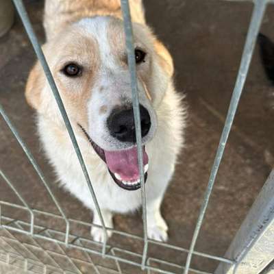 Tierschutzhunde suchen ein Zuhause-Beitrag-Bild