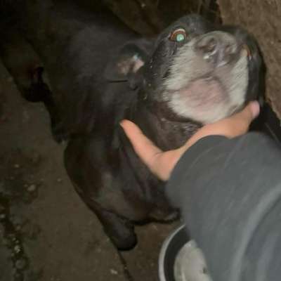 Tierschutzhunde suchen ein Zuhause-Beitrag-Bild