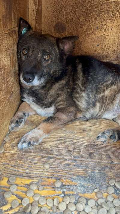 Tierschutzhunde suchen ein Zuhause-Beitrag-Bild