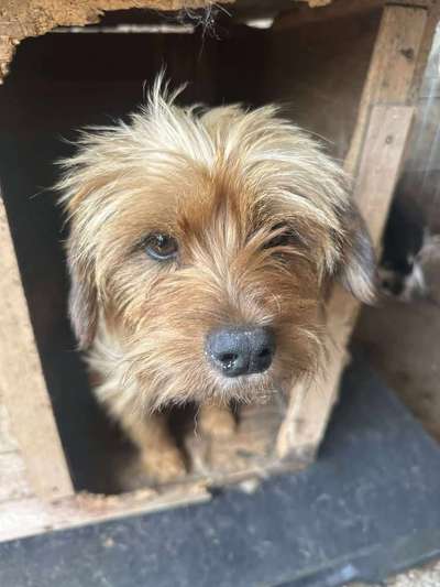 Tierschutzhunde suchen ein Zuhause-Beitrag-Bild