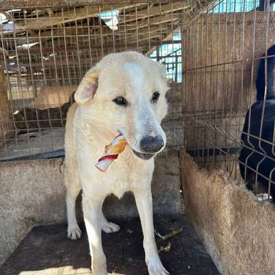 Tierschutzhunde suchen ein Zuhause-Beitrag-Bild