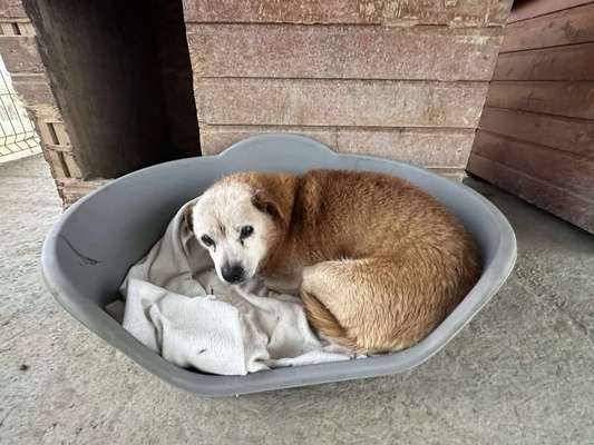 Tierschutzhunde suchen ein Zuhause-Beitrag-Bild