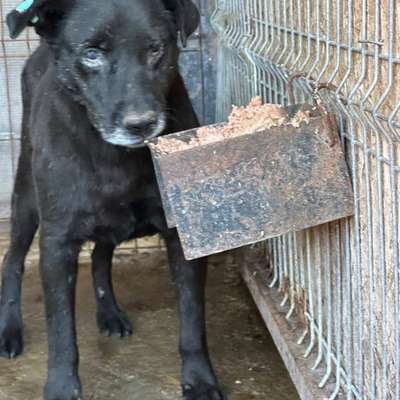 Tierschutzhunde suchen ein Zuhause-Beitrag-Bild