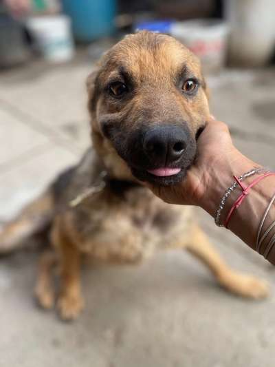 Tierschutzhunde suchen ein Zuhause-Beitrag-Bild