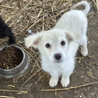 Tierschutzhunde suchen ein Zuhause-Beitrag-Bild