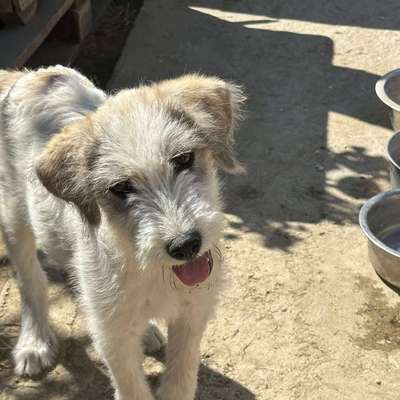 Tierschutzhunde suchen ein Zuhause-Beitrag-Bild