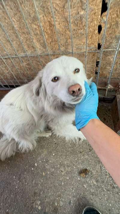 Tierschutzhunde suchen ein Zuhause-Beitrag-Bild