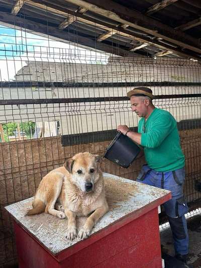 Tierschutzhunde suchen ein Zuhause-Beitrag-Bild