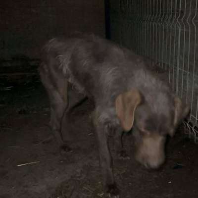 Tierschutzhunde suchen ein Zuhause-Beitrag-Bild